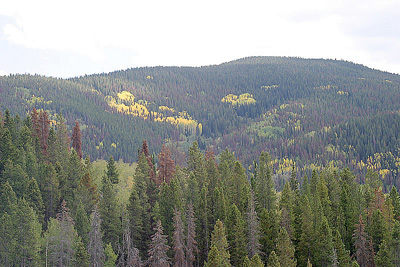 Mountain pine beetle Routt National Forest Colorado